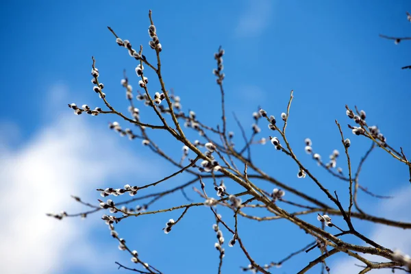 に対してふさふさしたもやしの花と柳の枝をオフに春水平ビューのクローズ アップの青い空 — ストック写真