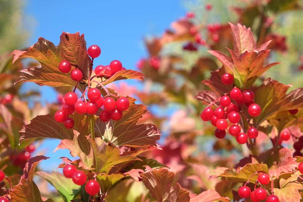 Spitze Des Viburnum Busches Mit Vielen Hängenden Reifen Roten Beeren — Stockfoto