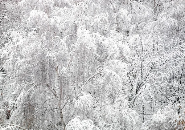 Όμορφο Χειμώνα Πυκνό Δάσος Καλύπτεται Καθαρό Λευκό Χιόνι Σημύδα Δέντρο — Φωτογραφία Αρχείου