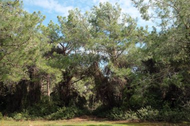 Güzel doğal peyzaj çam ormanı ile yoğun bulutlar ile mavi gökyüzü altında bahar güneşli dallarında