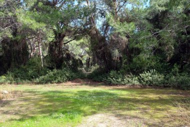 Güzel doğal peyzaj çam ormanı ile yoğun bulutlar ile mavi gökyüzü altında bahar güneşli dallarında