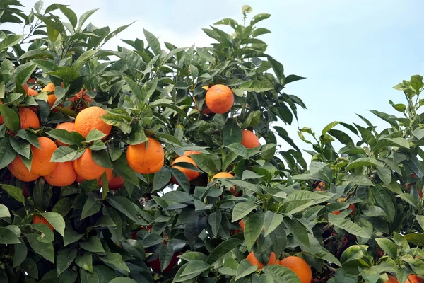 Πολλά Ώριμα Ορεκτικά Πορτοκάλια Μεγαλώνει Πορτοκαλιές Κλαδιά Πλάτανος Μπροστά Θέα — Φωτογραφία Αρχείου