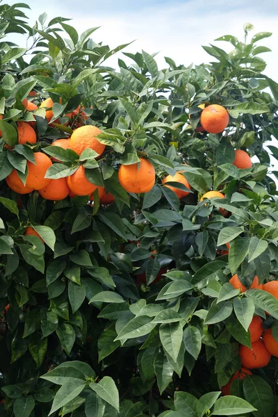 Πολλά Ώριμα Πορτοκάλια Ορεκτικές Μεγαλώνει Πορτοκαλί Δέντρο Κλαδιά Κατακόρυφη Εμπρόσθια — Φωτογραφία Αρχείου