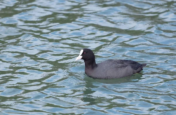 Wasservogel Schwarze Farbe Mit Weißem Schnabel Fulica Atra Schwimmt Ruhigem — Stockfoto