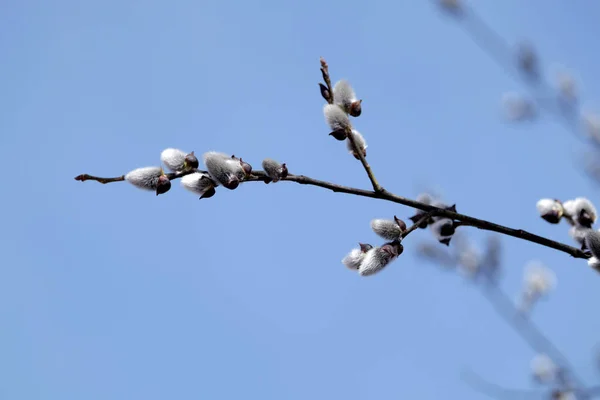 に対してのふさふさした芽花とウィローの枝は春の日の青い空をクリアします 上水平ビューぼかし背景クローズ アップ — ストック写真