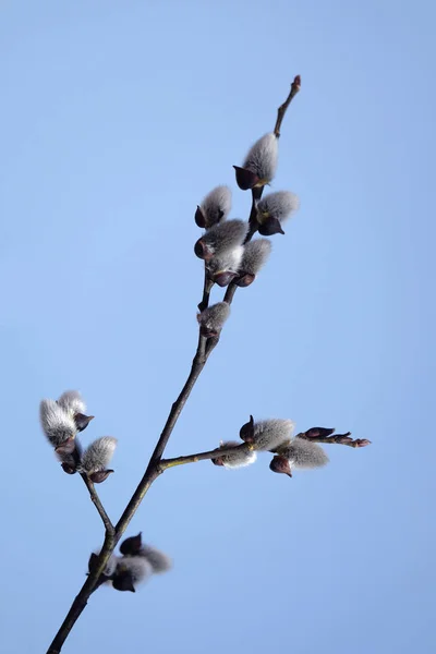 春の日の明確な青空に対して花が咲いている柳の枝は 背景クローズアップとして雲ひとつない青空の垂直ビュー — ストック写真