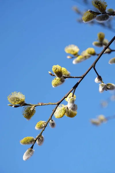春の青空を背景として雲一つない青空を背景に 真っ青な空を背景に芽吹きの花を咲かせる柳の枝 — ストック写真