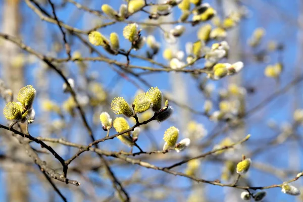 Nombreuses Branches Saule Aux Pousses Touffues Fleurissent Contre Ciel Bleu — Photo