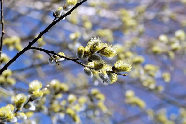 许多枝叶与浓密的芽开花对清云无云的天空在明亮的春日特写 — 图库照片