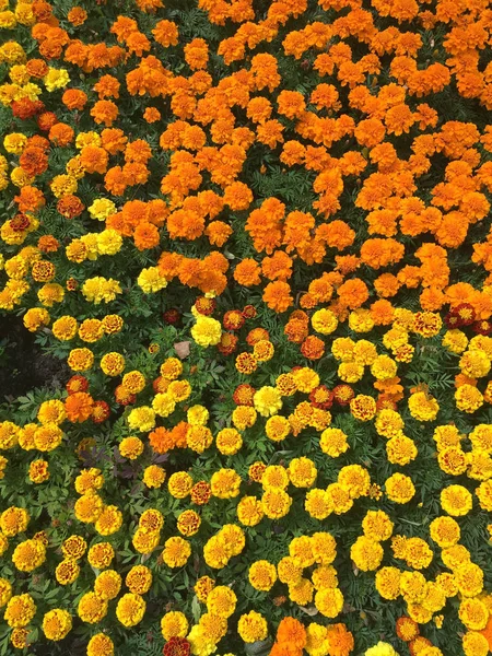 许多橙色和黄色的天鹅绒花作为地毯在草地上在夏季天顶视图特写 — 图库照片