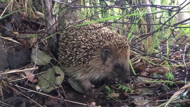 Small Cute Hedgehog Many Sharp Needles Looking Food Ground Forest — Stock Video