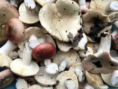 Birçok toplanan taze çiğ russula yenilebilir mantar üst görünümü yakın çekim