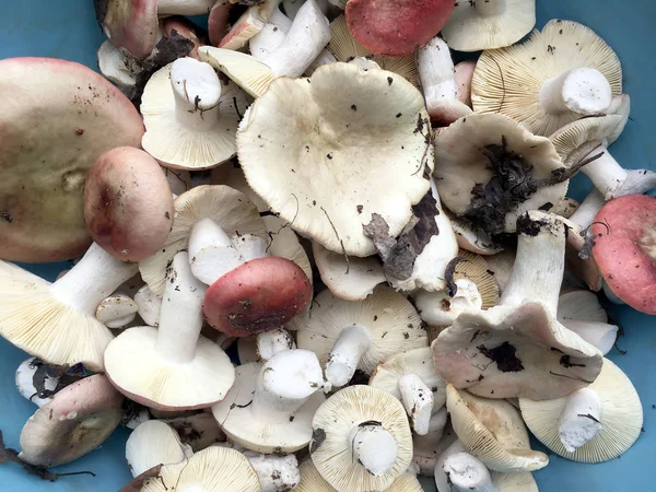 Muitos Coletadas Cruas Cruas Russula Cogumelos Comestíveis Fundo Azul Vista — Fotografia de Stock