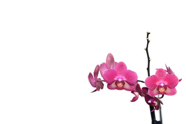 Greeting Card Beautiful Pink Orchid Flowers Blossom Isolated White Background — Stock Photo, Image