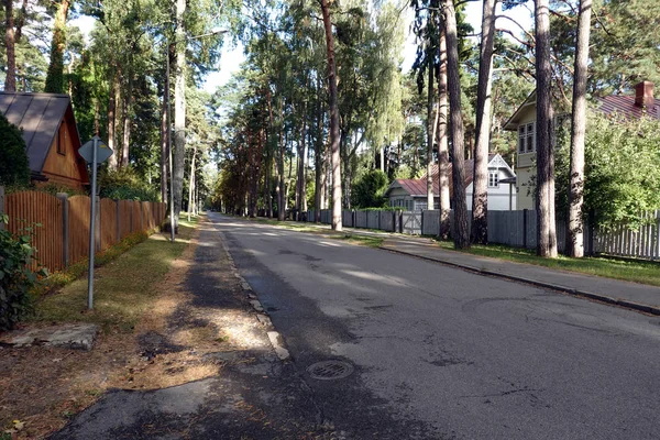 Quiet Shady Long Asphalt Street Leaving Perspective High Pines Trees — Stock Photo, Image