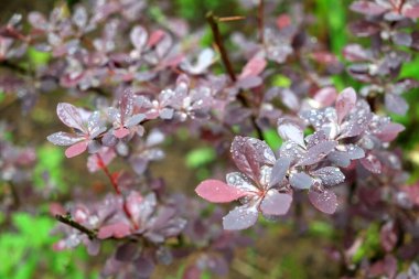 Dallarında birçok ıslak yaprak olan böğürtlen çalısı yağmurdan sonra bahçe manzarasında yetişir.