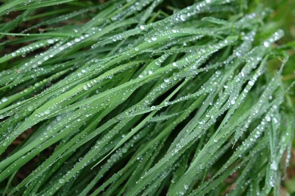 Green Sedge Grass Stems Many Water Drops Rain Summer Close — Stock Photo, Image