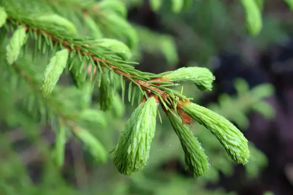 Fluffy Green Young Fir Branch Forest Rain Closeup — Stock Photo, Image