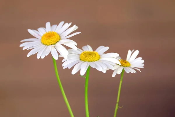 Drie Wilde Madeliefje Bloemen Dunne Stengels Wazig Bruin Achtergrond Horizontaal — Stockfoto