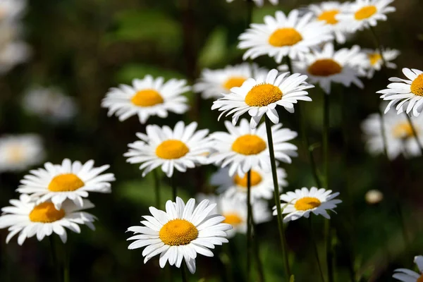 Veel Mooie Wilde Veld Kamille Bloemen Met Witte Bloemblaadjes Weide — Stockfoto