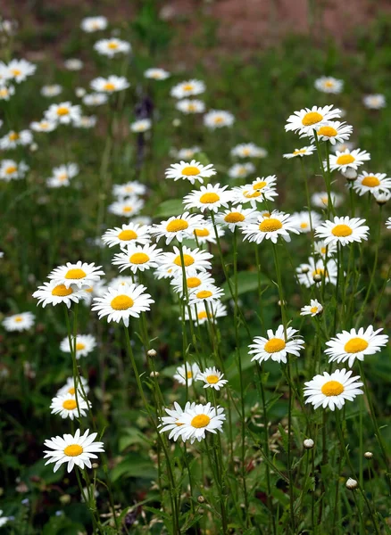 许多美丽的野地菊花在夏日的草甸上绽放着洁白的花瓣 可以看到垂直的特写 — 图库照片