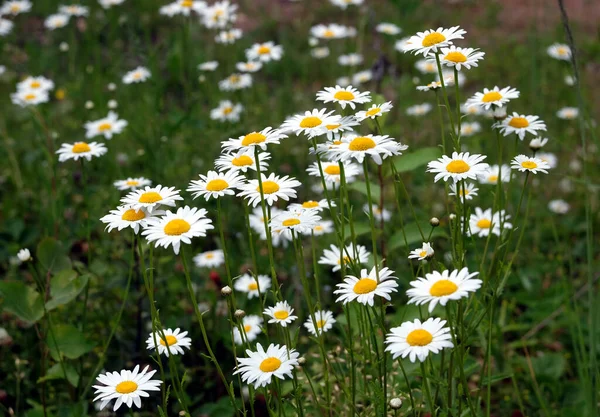 Vele Prachtige Wilde Veld Kamille Bloemen Met Witte Bloemblaadjes Weide — Stockfoto