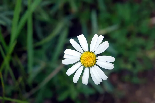 Single Mooie Wilde Madeliefje Bloem Met Witte Bloemblaadjes Feald Bovenaanzicht — Stockfoto