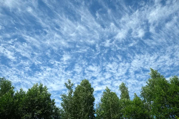 Krajobraz Zielonymi Drzewami Liściastymi Wietrzny Dzień Pod Białymi Chmurami Tracery — Zdjęcie stockowe