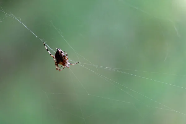 Big spider sits in the web and waiting his victim front view over green blur background close up