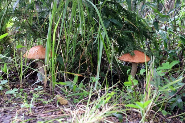 Two Big Boletus Edulis Mushrooms Forest Grass Small Fur Tree — Stock Photo, Image
