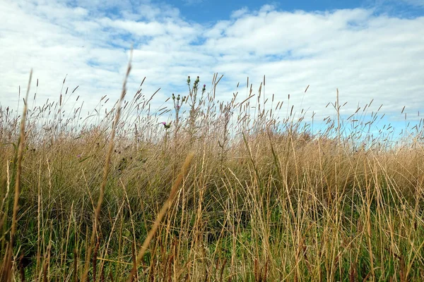 Paisaje Rural Con Hierba Seca Prado Bajo Cielo Azul Con — Foto de Stock