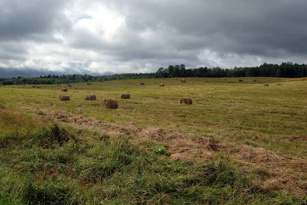 Paisagem Com Muitos Rolos Feno Rural Arquivado Tempo Nublado Dias — Fotografia de Stock