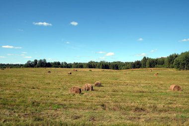 Yazlık arazide bir sürü yuvarlanmış saman yığını ve açık gökyüzü altında güneşli bir günde ufuk çizgisi üzerinde orman.