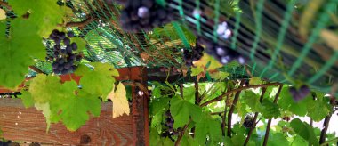 Parlak güneşli yaz günü panoramik manzarasında, gölgeliğin üstündeki bahçede olgun kırmızı üzümlü sarmaşıklar.