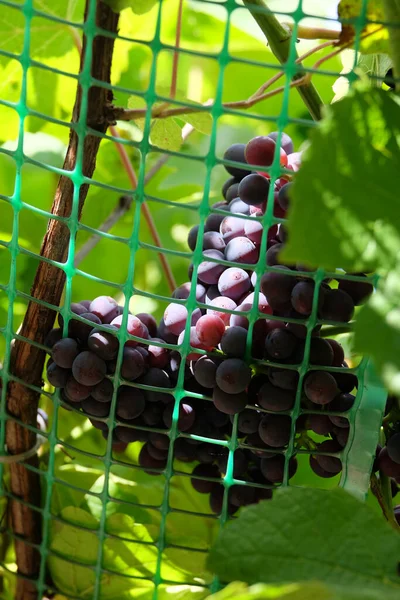 Racimos Apetitosos Maduros Uvas Rojas Vid Cuelga Rejilla Retención Jardín — Foto de Stock