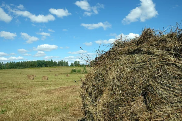 Landsbygdslandskap Med Sommarfält Med Många Rullade Höstack Med Del Det — Stockfoto