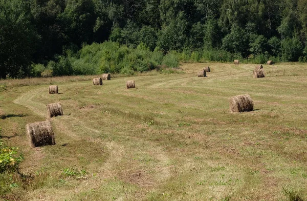 Paisagem Rural Com Campo Verão Borda Floresta Com Muitos Feno — Fotografia de Stock