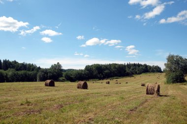 Ormanın kenarında uzun yaz arazisi olan kırsal alan. Parlak güneşli bir günde pek çok kuru saman sarılmış.