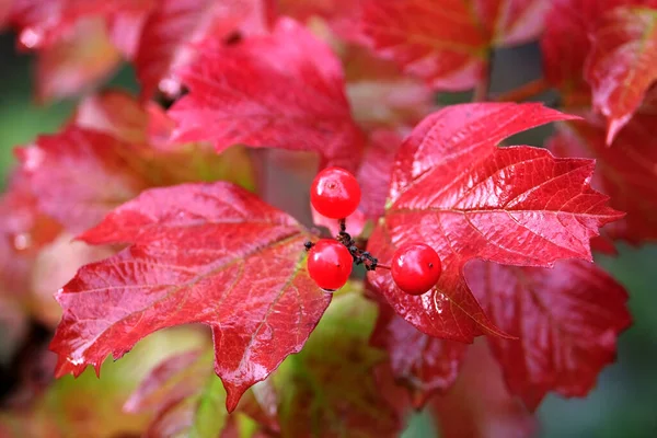 有三个成熟的红色浆果和许多湿气浓密的红色叶子在雨天水平观景特写的刺柏灌木 — 图库照片