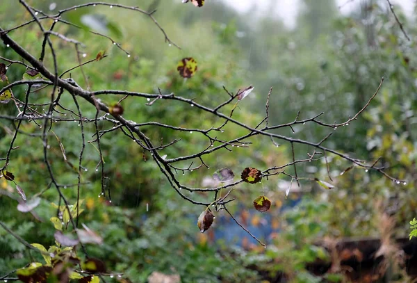 Ramo Árvore Com Algumas Últimas Folhas Jardim Rural Dia Aumumn — Fotografia de Stock