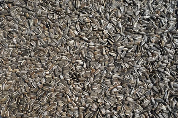 Lot Dry Sunflower Seeds Background Top View Close — Stock Photo, Image