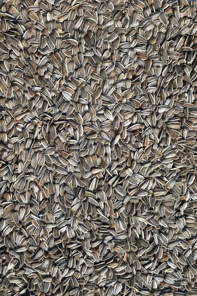 Lot Dry Sunflower Seeds Background Top View Vertical Close — Stock Photo, Image