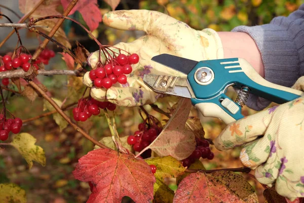 头戴防护手套的雌性手被切割成两半成熟的维伯纳姆浆果 秋天灌木特写 — 图库照片