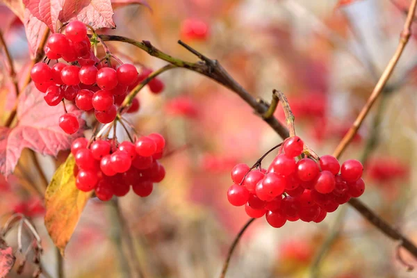 Red Viburnum Bunche Ripe Berries Hangs Branch Front Blur Autumn — Stock Photo, Image