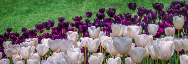 Tulipany Wielobarwny Jako Kwiatowy Szeroką Panoramę Sieci Web Nagłówka Lub Zdjęcia Stockowe bez tantiem
