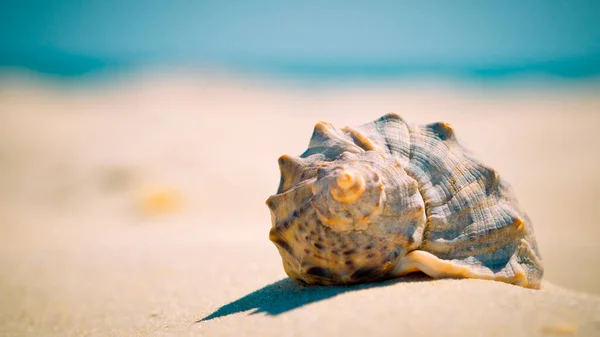 Muschel Auf Einem Sandstrand Bei Unscharfem Hintergrund Mit Kopierplatz Für — Stockfoto