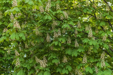 Yeşil bir ağaçta kestane çiçekleri açıyor. Bahar arka planı.