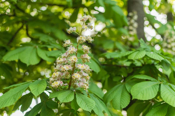 Bloeiende kastanje bloemen op een groene boom. Lente achtergrond. — Stockfoto