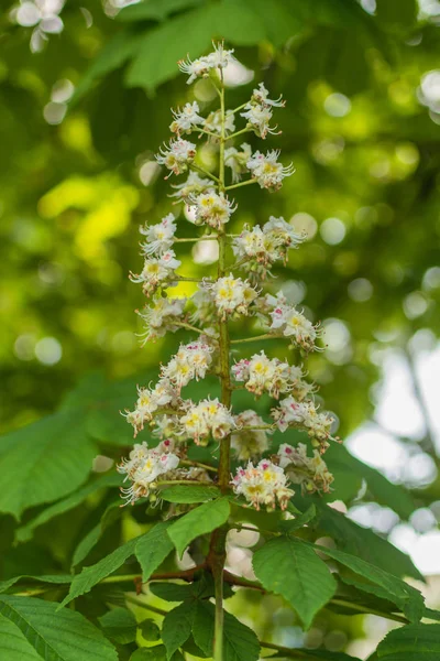 Blooming chestnut flowers on a green tree. Spring background. — Stock Photo, Image