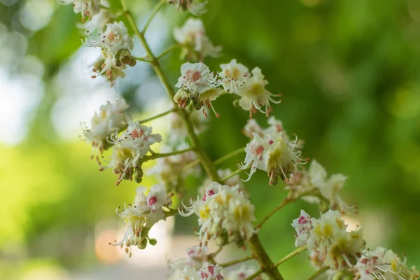 Bloeiende kastanje bloemen op een groene boom. Lente achtergrond. — Stockfoto